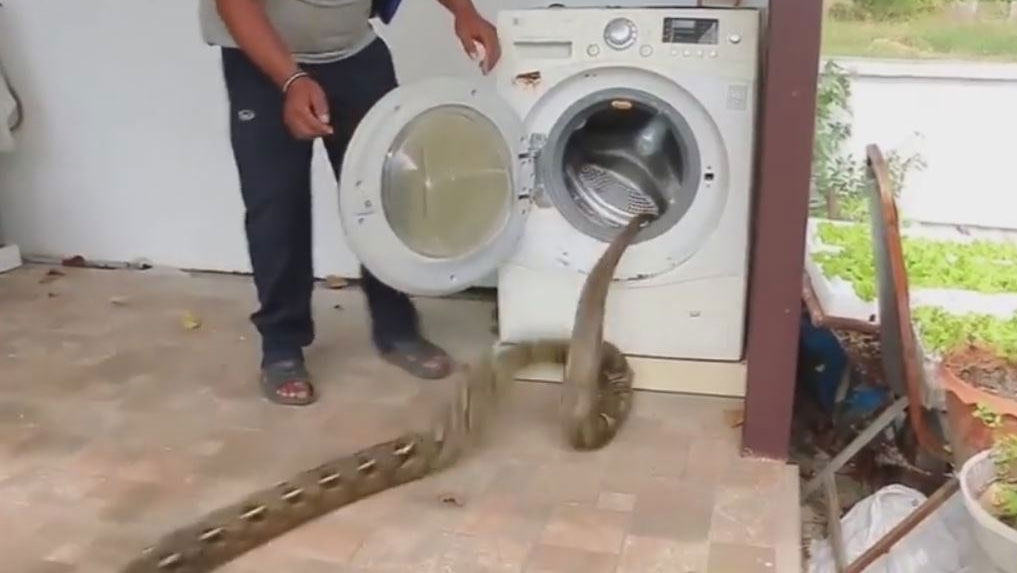 بالفيديو.. إخراج ثعبان ضخم من داخل غسالة
