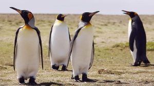 The Falkland Islands - 25 Years After The War