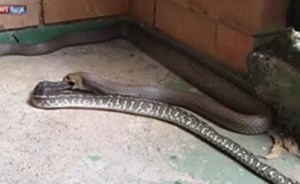 بالفيديو.. ثعبان شديد السمية يلتهم آخر