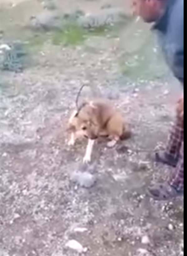 بالفيديو… أردني يشعل النار في كلب حي