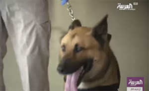 بالفيديو… هكذا تستعين شرطة دبي بالكلاب الذكية