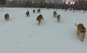 فيديو لنمور سيبيريّة تُلاحق طائرة “درون” يكشف سرًّا خطيراً!