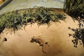 «الذكرى» و«الموطن» .. معرضان مفعمان بالتاريخ والطبيعة في حديقة الشهيد