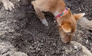 فيديو مؤثّر لكلب يدفن آخر بعدما دهسته سيّارة