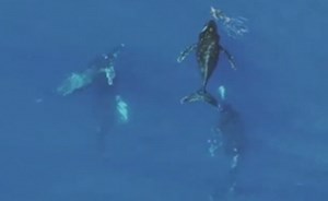 3 ملايين مشاهدة لهذا الفيديو المرعب من المحيط الهادئ!