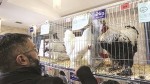 دجاجة وديك بـ 2300 دولار!