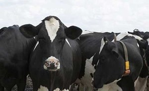 تركيا تعيد أبقاراً إلى هولندا وسط أزمة دبلوماسية