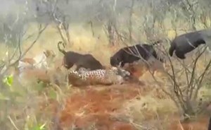 فيديو صادم.. كلاب شرسة مدربة تفترس نمراً بوحشية