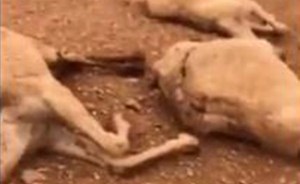 بالفيديو.. صاعقة تتسبب في نفوق 3 رؤوس من الإبل في السعودية