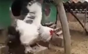 بالفيديو.. ديك ضخم يثير الدهشة