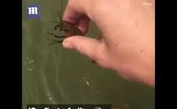 بالفيديو.. أغرب وأسرع طريقة لصيد السمك