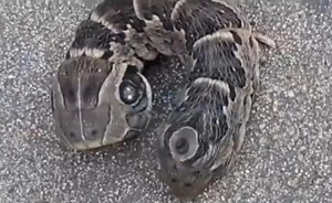 بالفيديو.. هل هذه أغرب أفعى على الإطلاق؟