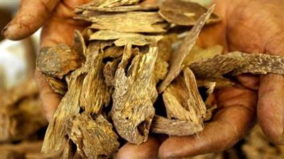 تعرف على العطر الذي يفوق الذهب سعراً