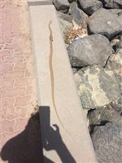 الثعابين تغزو الكويت.. والسماد «المستورد» المتهم الأول