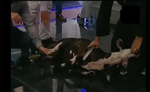 بالفيديو.. إعلامي مصري يذبح “خروفا” على الهواء مباشرة..والسبب!