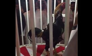 بالفيديو.. بيع ديك بـ 10 آلاف ريال في مزاد بالسعودية