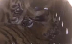 بالفيديو.. نمور محصورة في صندوق… هكذا كشف الأمر في مطار بيروت!