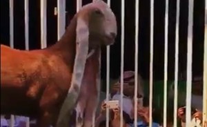 بالفيديو.. بيع تيس وجفرة بـ 365 ألف ريال سعودي في مزاد علني بمكة