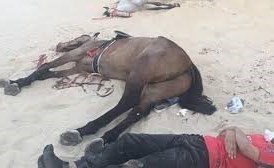 بالفيديو.. شاهد ماذا حدث لفارسين سقطا في منحدر رملي بالسعودية