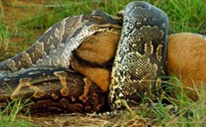 بالفيديو.. وسط ذهول الأهالي.. ثعبان ضخم يبتلع ثور في السوادن