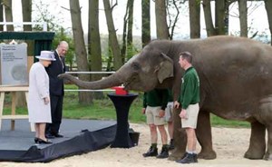 بالفيديو.. الملكة إليزابيث تطعم الفيلة “دونا” موزاً