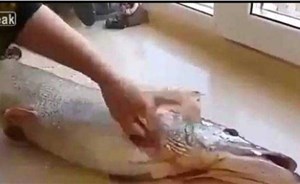 بالفيديو..سيدة وجدت ما لم تتوقع في بطن سمكة تونة أثناء تنظيفها !