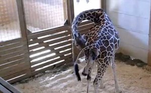 3 ملايين مشاهدة لمقطع مصور لزرافة تضع مولوداً بحديقة حيوان