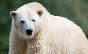 نفوق أكبر دبة قطبية في أميركا