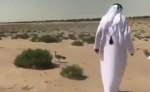 بالفيديو.. رأفةُ محمد بن راشد ومحمد بن زايد بأنثى “حبارى” أثناء تجوالهما تدفعهما لتحويل مسار مشروع