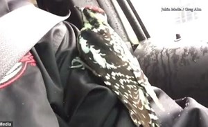 بالفيديو.. طائر يتشبث بنافذة سيارة مسرعة مواجهاً رياح ومطر شيكاغو