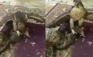 فيديو مؤلم لصقر يلتهم قطة حية.. وصاحبه يكتفي بالتصوير