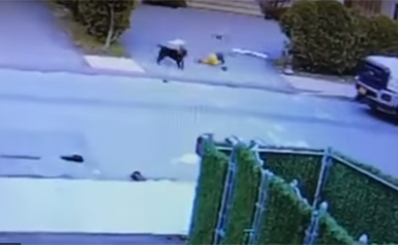 بالفيديو.. طفل تحت فكي كلب شرس