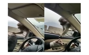 بالفيديو.. رد فعل القرود عندما حاول احد الشباب الامساك بأحدها في الطائف