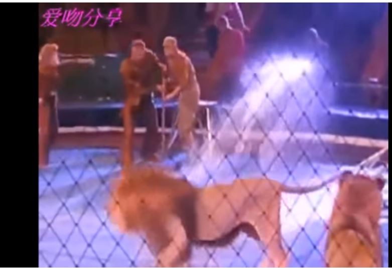فيديو مرعب…7أسود يهاجمون مدربهم على الركح!