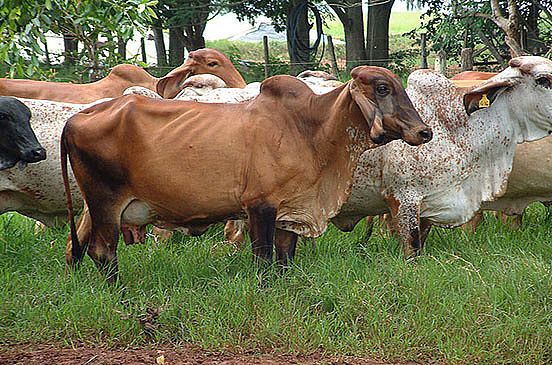 «الزراعة» تفتح باب استيراد الأبقار الحيّة والدواجن من البرازيل