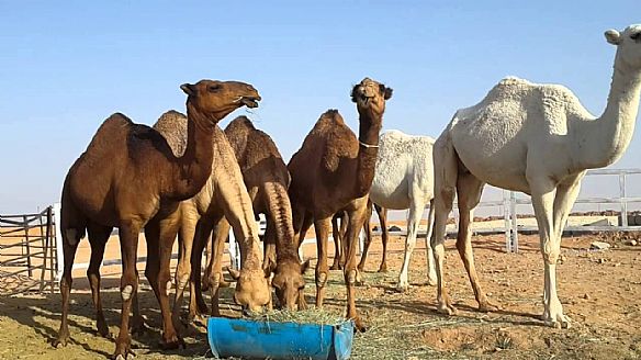 متقاعد يتهم جاره بقتل ناقته في القشعانية