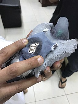 ضبط حمامة ملغمة بحزام يحوي ١٦٨ حبة مخدرة بالعبدلي