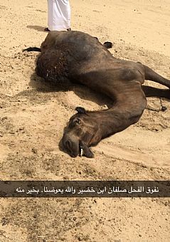 نفوق ‘صلفان’ قيمته 160 ألف دينار!