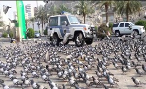 “قتله يستوجب فدية”.. هل فكرت يومًا.. من أين يأتي “حمام الحرم المكي” وما قصته؟