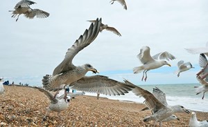 بلدات بريطانية تحارب “رعب” طيور النورس