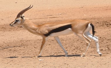 شاهد…صور لغزال يأكل جثة إنسان تصدم العلماء