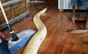 الأفعى “سام” تعود إلى منزل صاحبها بعدما أثارت رعب ألاسكا أسبوعين