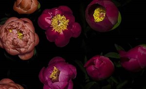 مصوِر استغرق 3 سنوات لتصوير روعة تفتح الأزهار