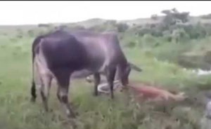 هكذا انتقمت بقرة من حية “أناكوندا” قتلت صغيرها!