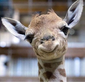 بالصور.. زرافة عمرها يوم واحد في حديقة حيوان بانجلترا