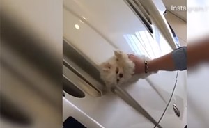 بالفيديو.. شاب ثري يلمّع سيارته باستخدام كلب صغير