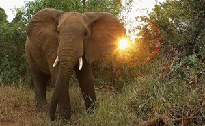 فيل “يسحق” صياده.. ويموت برصاصة