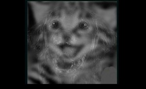 ما الحيوان الذي رأيته أولاً في الصورة؟ الإجابة تكشف شخصيتك ونفسيتك!