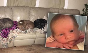 وفاة رضيعة تركها أهلها لدقائق مع 3 كلاب