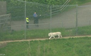 نمر يقتل حارسة في حديقة حيوان بريطانية